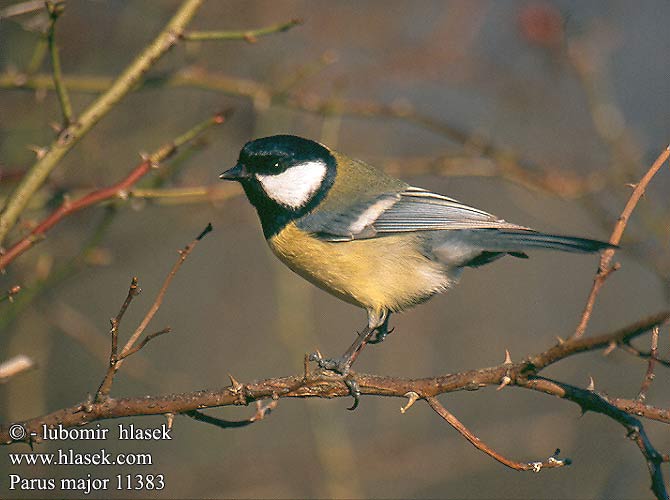 Parus major 11383