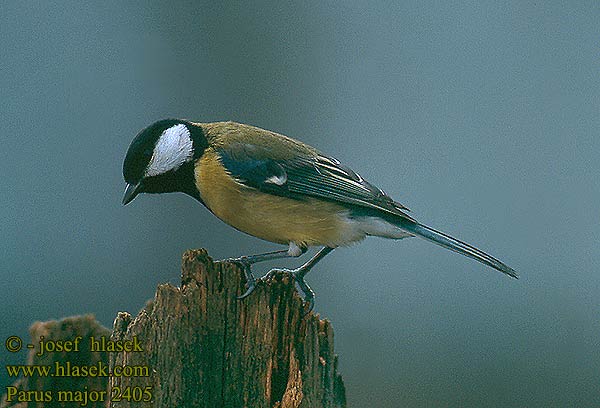 Parus major 2405