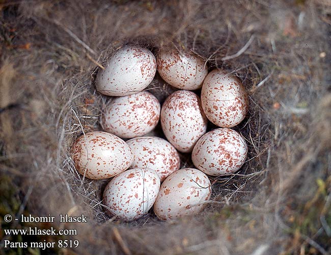 eggs nests Parus major Great Tit Kohlmeise