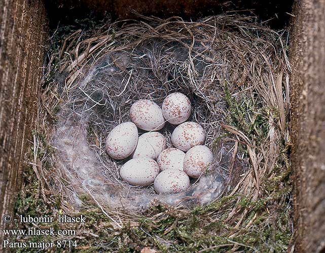eggs nest Parus major Carbonero Común sýkora koňadra