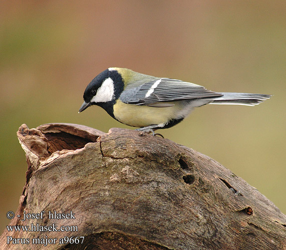 Parus major a9667