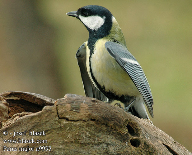 Great Tit Kohlmeise Mésange charbonnière Carbonero Común