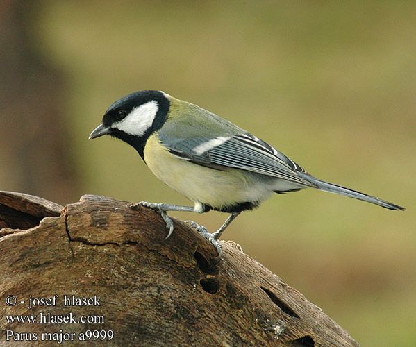 Parus major a9999