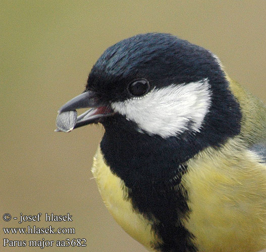 Parus major aa3682