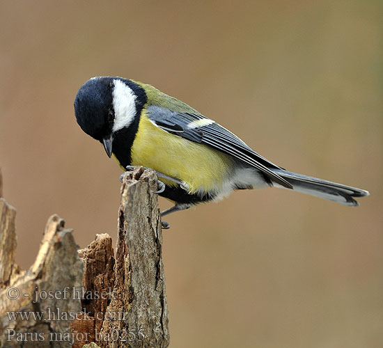 Parus major Great Tit Kohlmeise Mésange charbonnière Carbonero Común ...