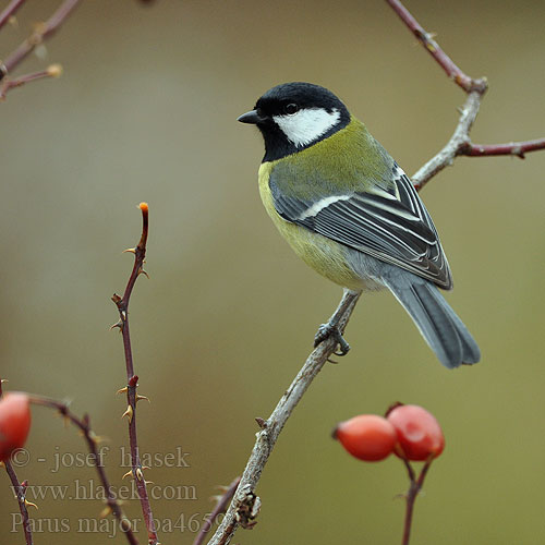 Parus major ba4659