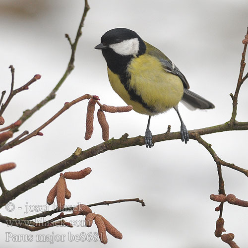 Parus major be8681