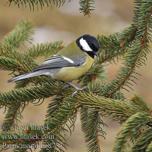 Parus major be8733