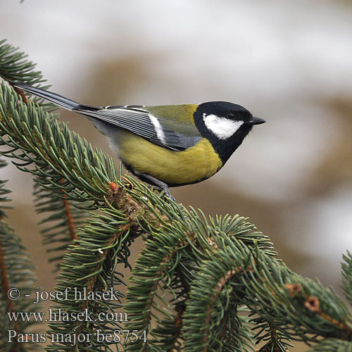 Parus major be8754