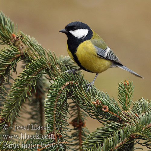 Parus major be9078