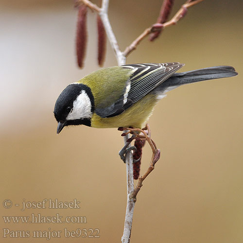 Parus major be9322