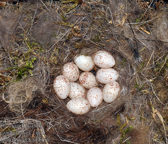 Parus major Bogatka Széncinege sýkorka veľká