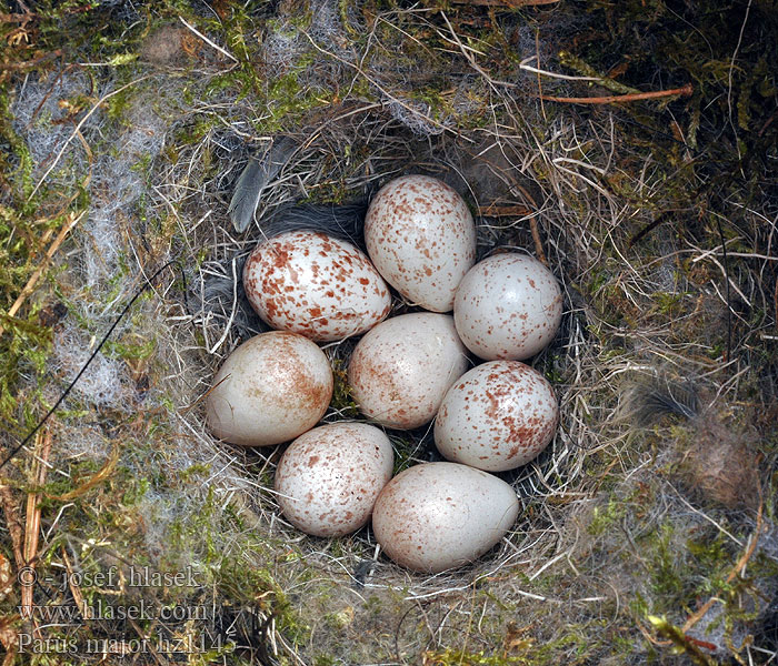 Sýkora koňadra Parus major