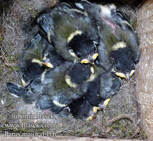 Sýkorka veľká Liela zilite Rasvatihane Parus major