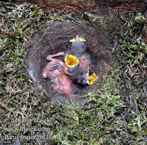 Kohlmeise Mésange charbonnière Carbonero Común