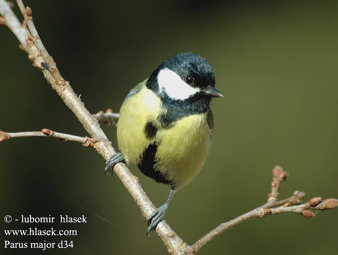 Parus major d34