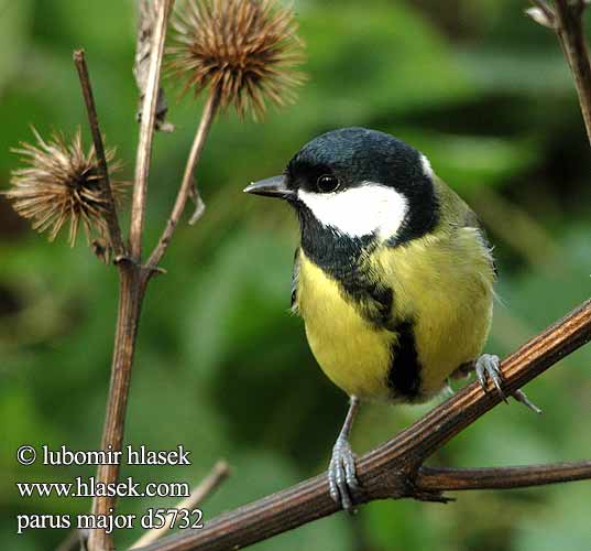 Parus major d5732