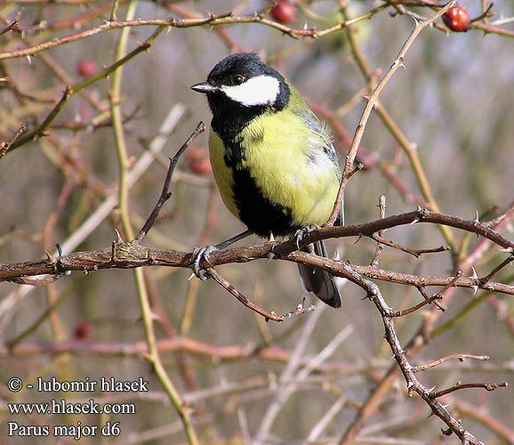 Parus major d6