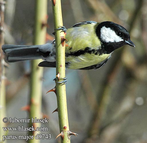 Parus major d9743