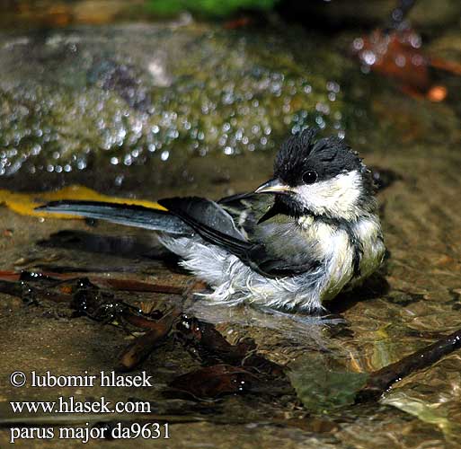 Parus major Musvit Koolmees Talgoxe 大山雀 Боль