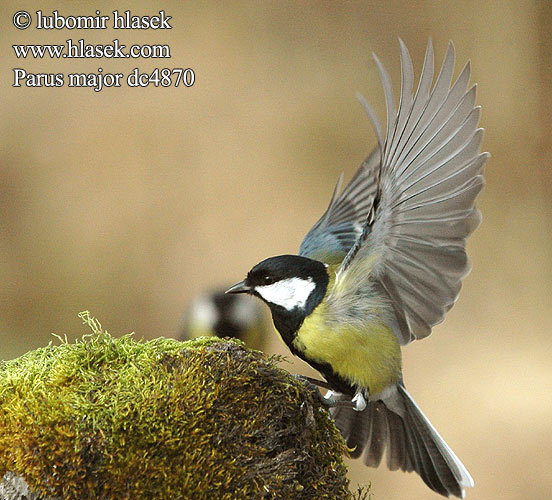 Parus major Talitiainen Большая синица