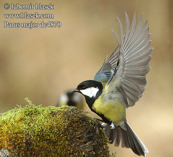 Parus major Talitiainen Большая синица