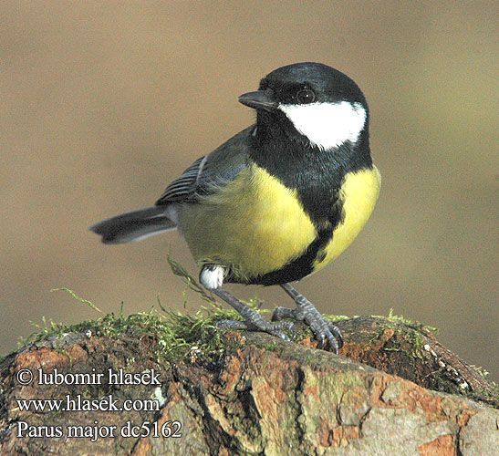 Parus major Mésange charbonnière Carbonero Común