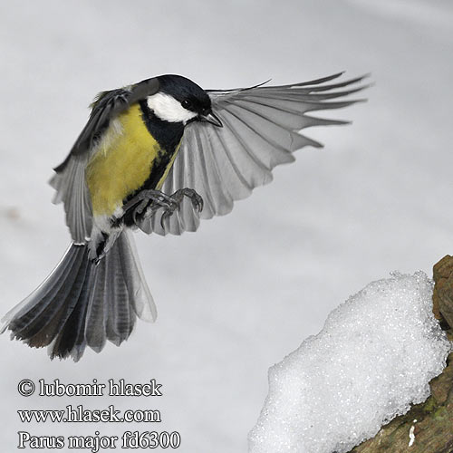 Parus major fd6300