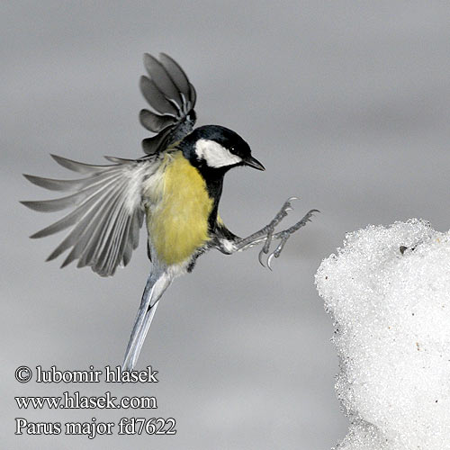 Parus major fd7622