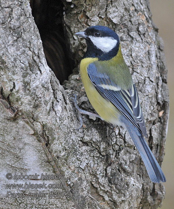 Parus major