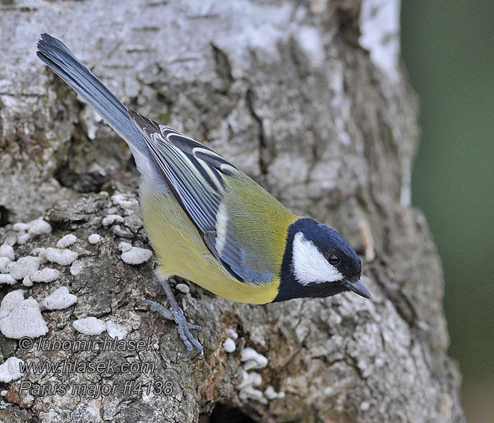 Parus major