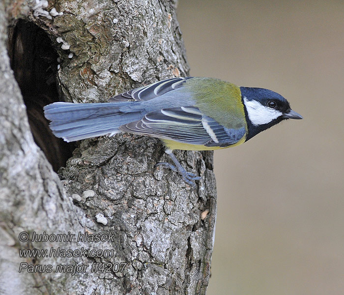 Parus major