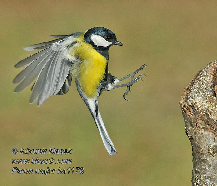 Parus major