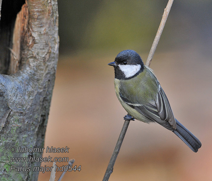 Parus major