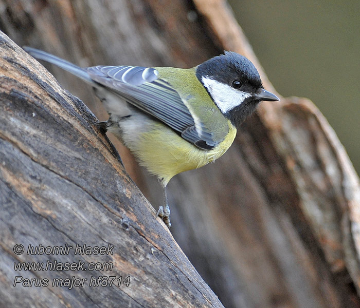 Parus major