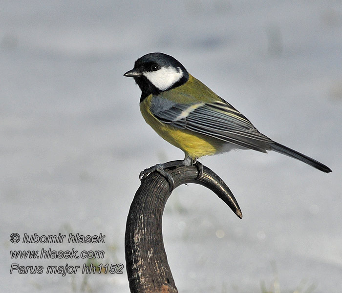 Parus major