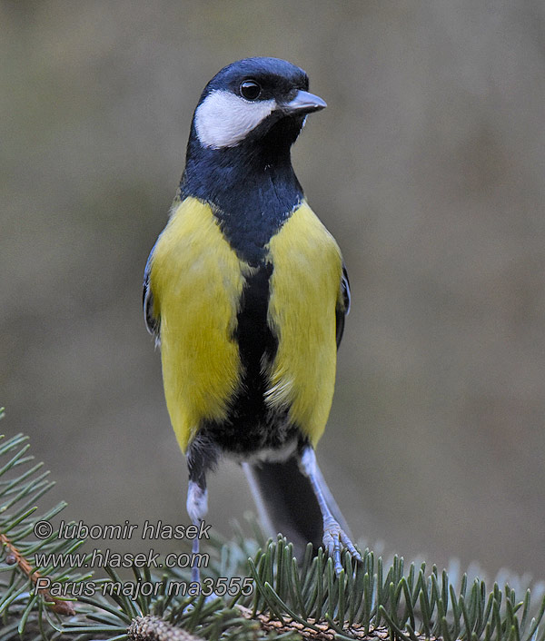 Parus major