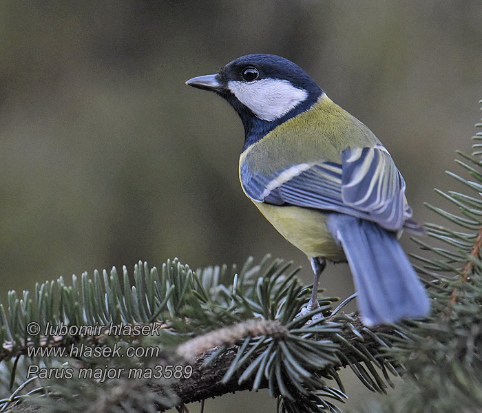 Parus major