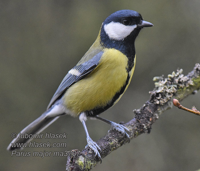 Parus major