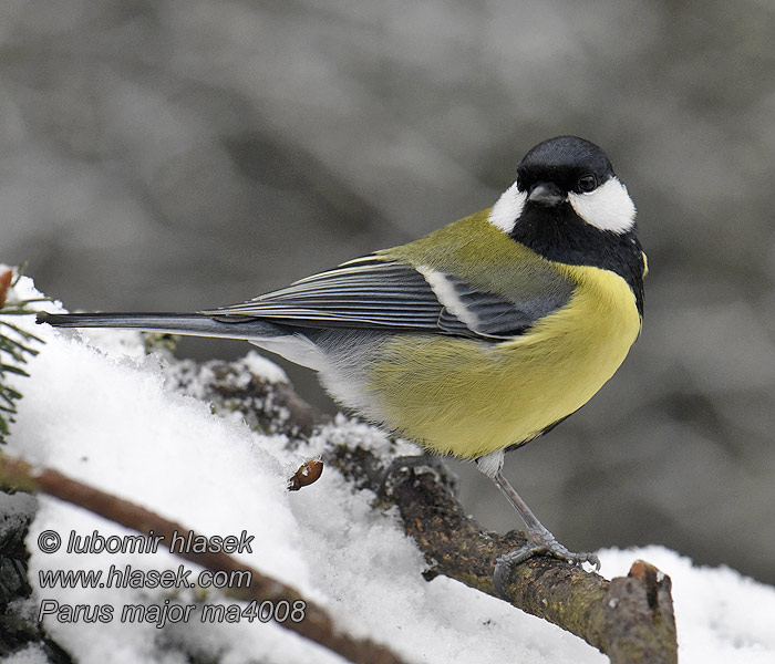 Parus major