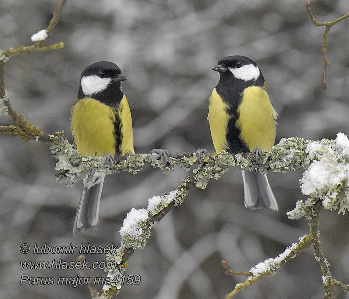 Parus major