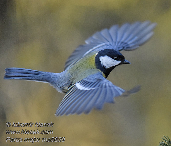 Parus major