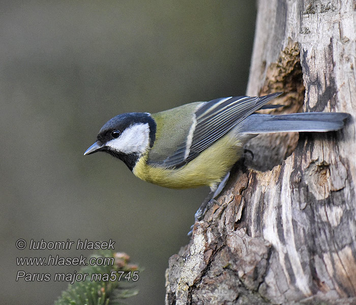 Parus major