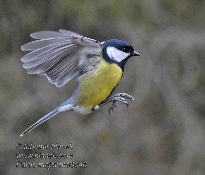 Parus major