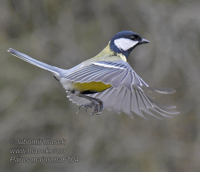 Parus major