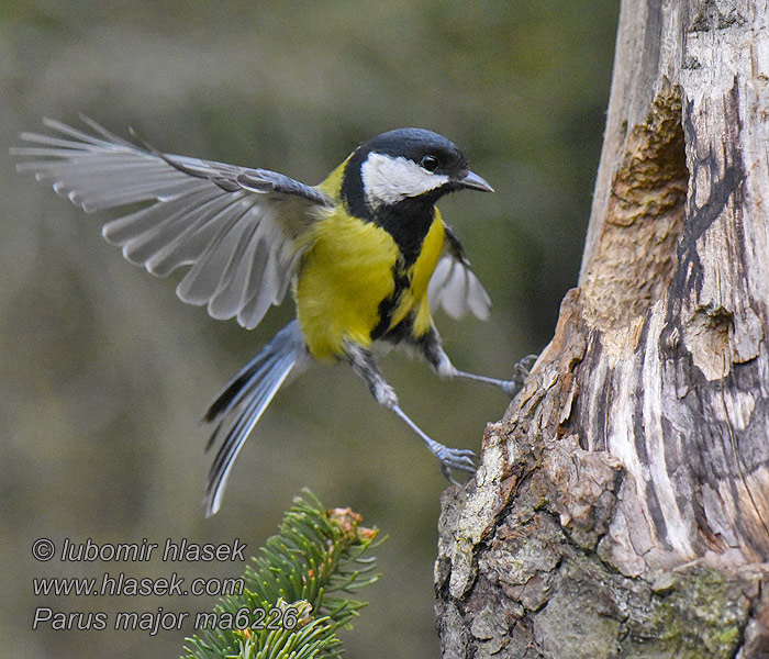 Parus major