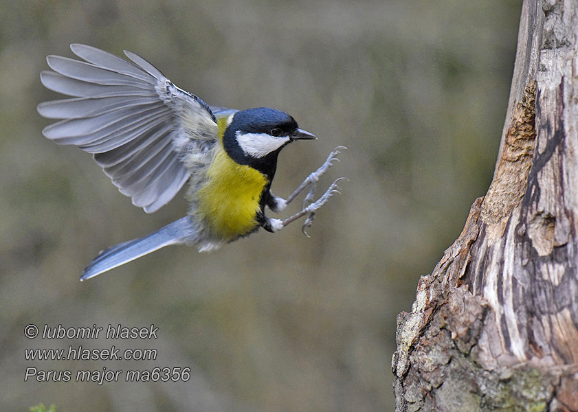 Parus major