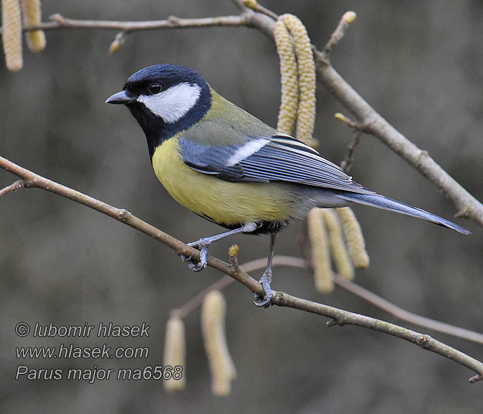 Parus major