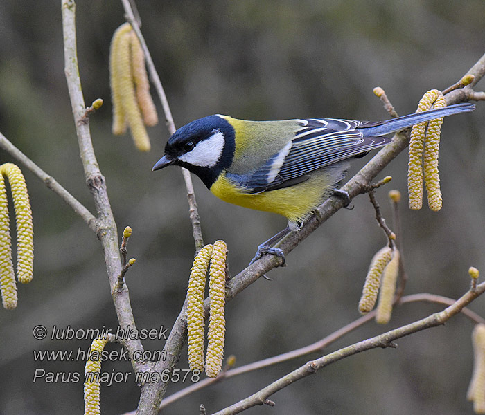 Parus major