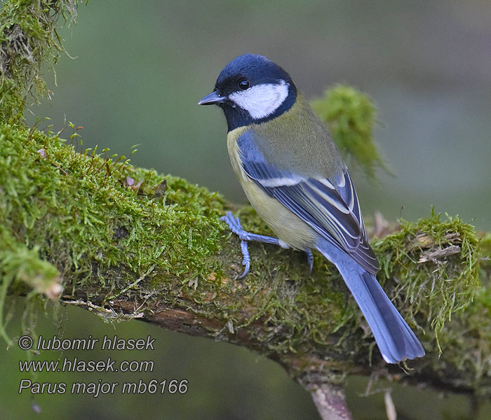 Parus major